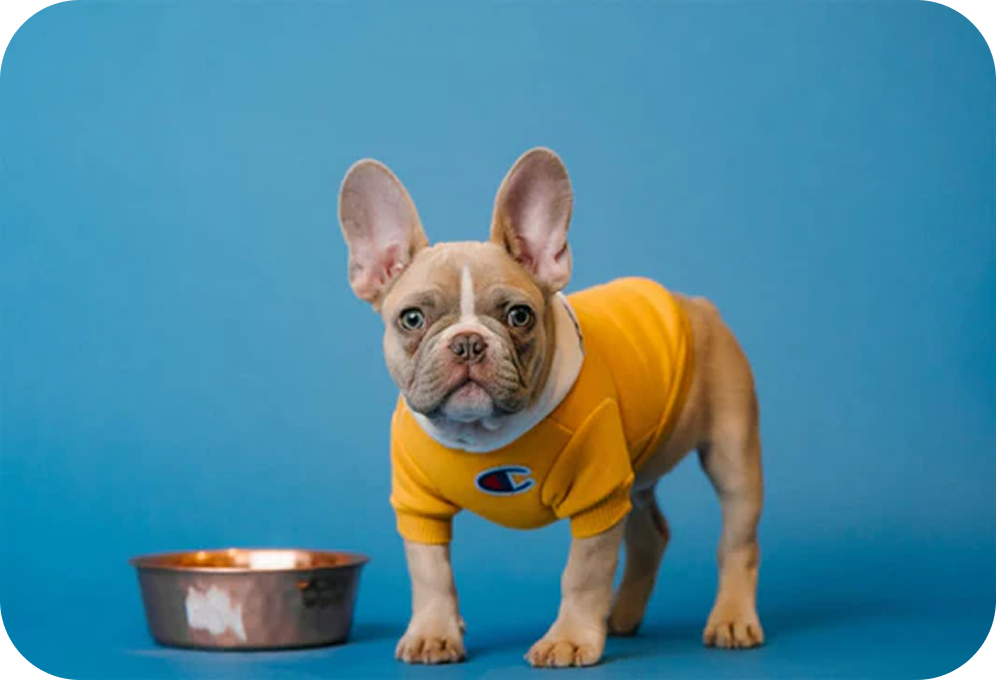 Top 5 New Year's Resolutions For Pets And Pet Parents In 2026