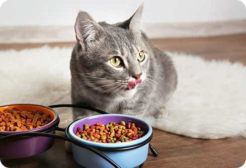Top 5 New Year's Resolutions For Pets And Pet Parents In 2026