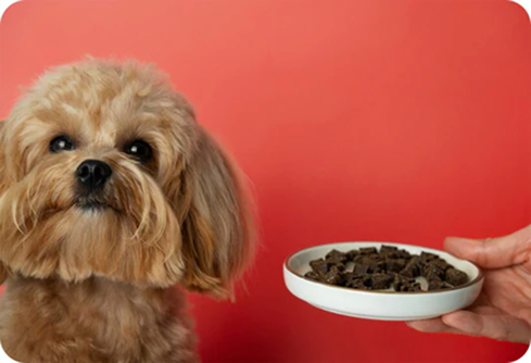 Top 5 New Year's Resolutions For Pets And Pet Parents In 2026
